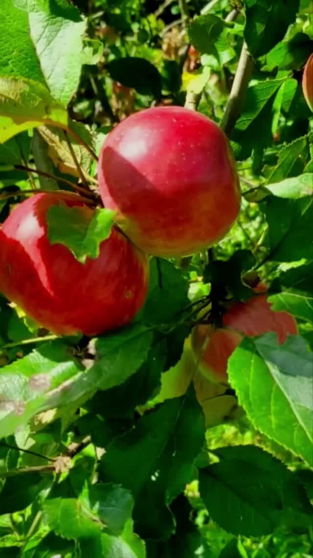 Яблочный Спас🍎🍏🍎
