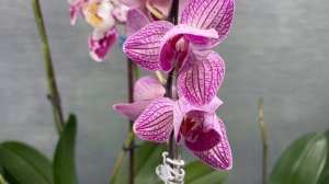Орхидеи 🌺 Немного  цветущих 😍🦋🌷🩷