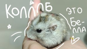 ФЕЙК-КОЛЛАБ С ПИТОМЦАМИ!!!
