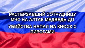 |Н. РФ| Растерзавший сотрудницу МЧС на Алтае медведь до убийства напал на киоск с пирогами