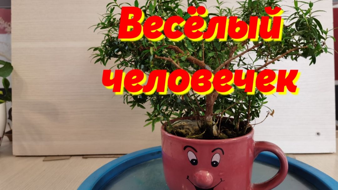 Весёлый человечек, стрижка