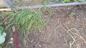 Убираю траву с тепличных дорожек 🌿