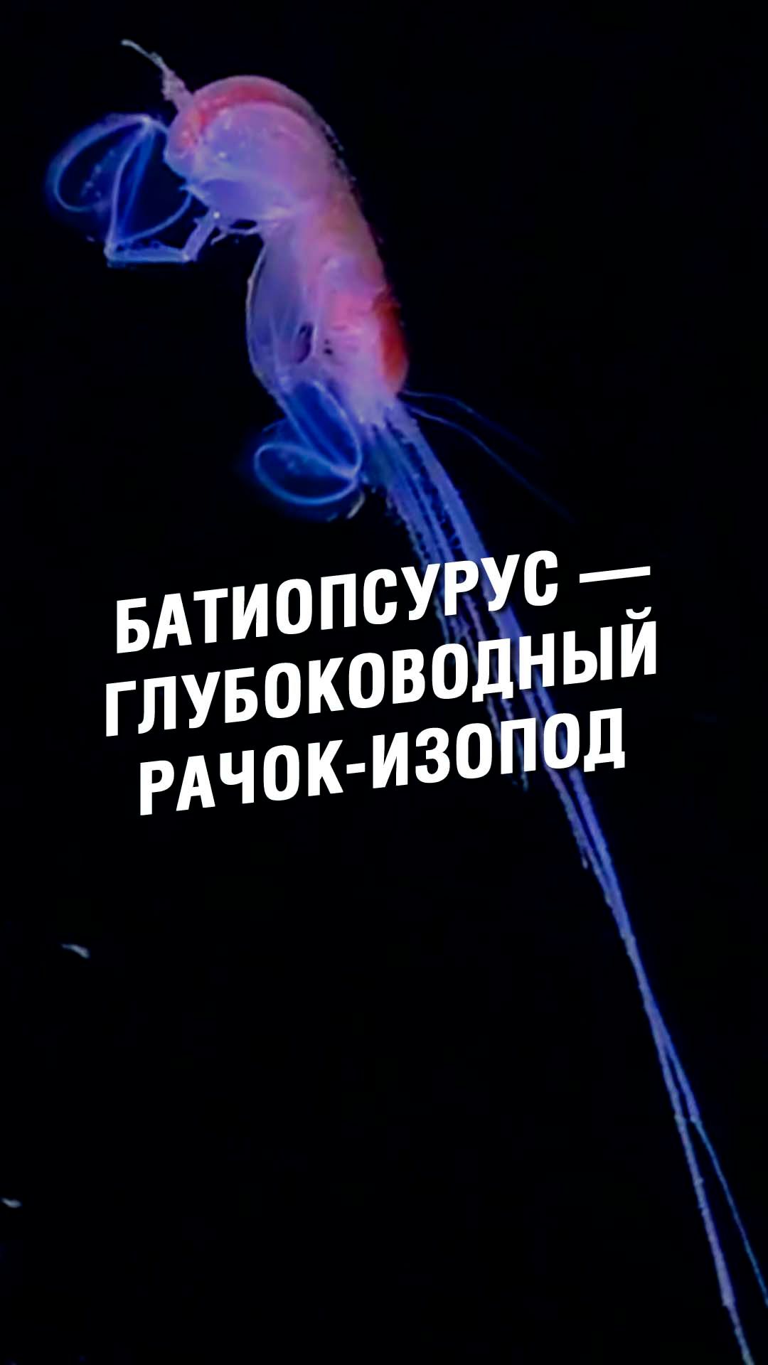 БАТИОПСУРУС — ГЛУБОКОВОДНЫЙ РАЧОК ИЗОПОД | OCEAN