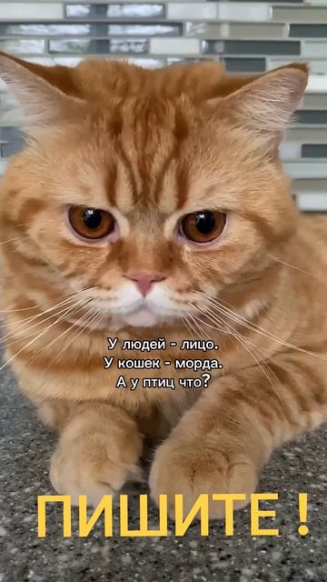 А вы ,как думаете?