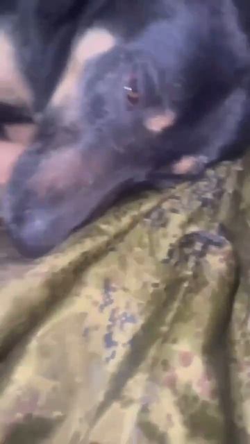Подозреваемый хранит молчание и требует адвоката… и косточку 😂🐾