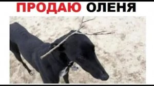 Лютые приколы. Продаю ОЛЕНЯ, иногда он гавкает