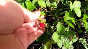 Вкус ягоды дюшенеи индийской