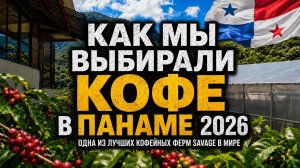 Как создаётся один из лучших и самых дорогих кофе в мире?