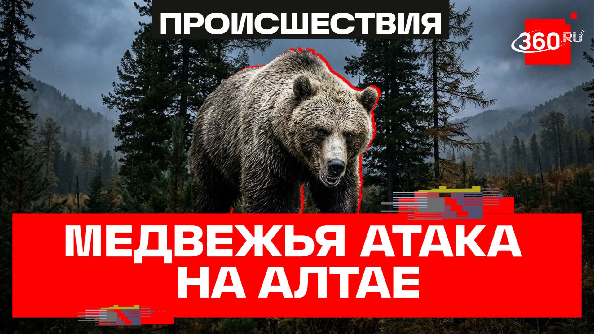 Медведь разорвал туристку на Алтае. Почему хищники терроризируют регионы России?