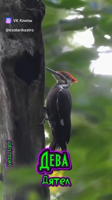 из интернета.
