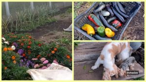 Выкопали🍅. Подкопали ФИОЛЕТОВУЮ КАРТОШКУ. Любители 🫛🥒