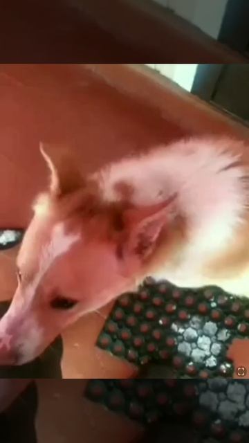Чапик