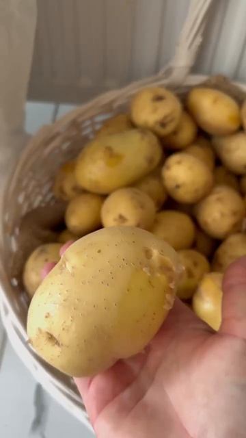 Райондашыбыз Наилә Әхмәдиева бәрәңгене алырга ашыкмаска киңәш итә.