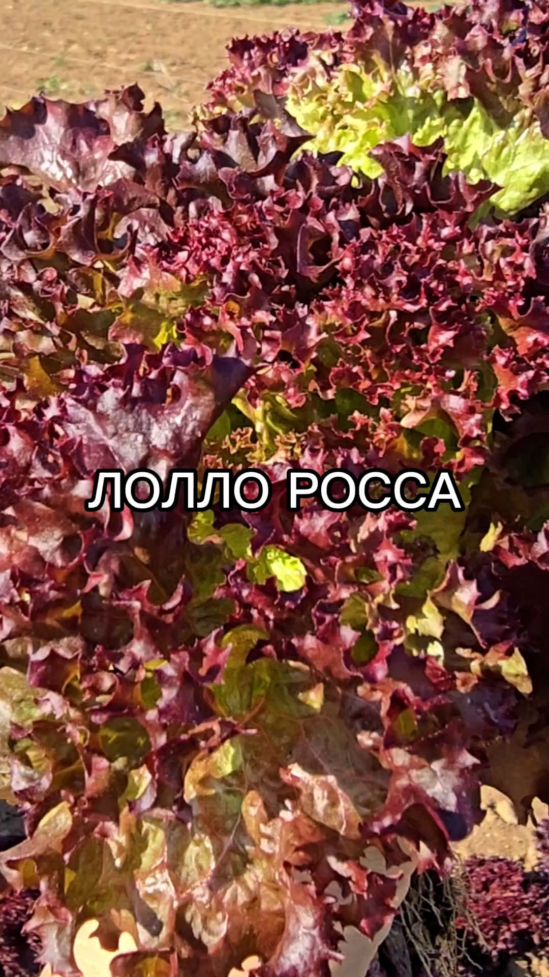 Этот салат не только красивый, но и ОЧЕНЬ ПОЛЕЗНЫЙ.