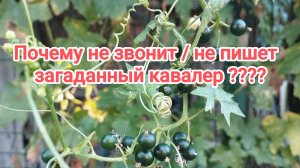 ❇️ Почему Он не звонит / не пишет ????