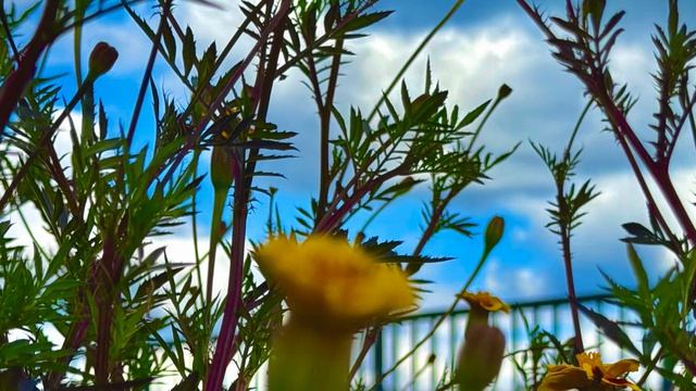 Бархатный сезон, цветут бархатцы в парке, Клематисы на Черемше🌳🌼🌾🏠🏡🌱