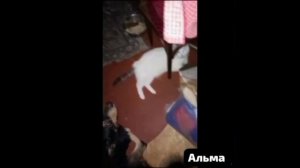 🥊Били нещадно палкой ,ногами. Выжила детка. Теперь живёт с нами.