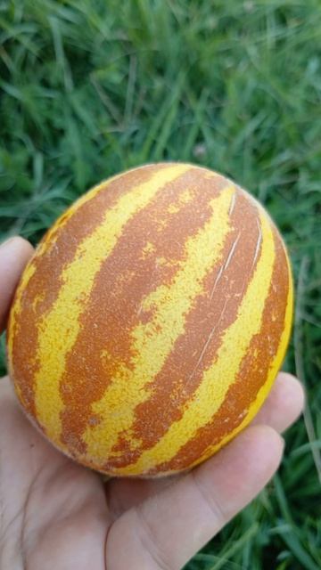 Дыня Вьетнамская