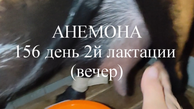 АНЕМОНА кн50 156 день 2й лактации (вечер)