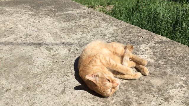 Кот Васька и его рыжая подружка