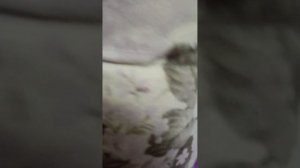 кроче говоря, бисквиты для крыс