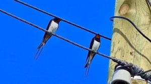 Ласточки🐦🐦🐦🐦🐦🐦