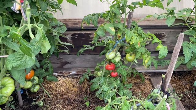 🍅 Сибирь. Убираем урожай Томатных Гномов, которые растут в парниках. Обзор и частично дегустация.