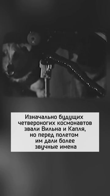 Космические первопроходцы: как Белка и Стрелка открыли дорогу на орбиту