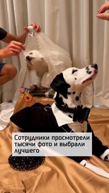 Спутник покорил Vogue