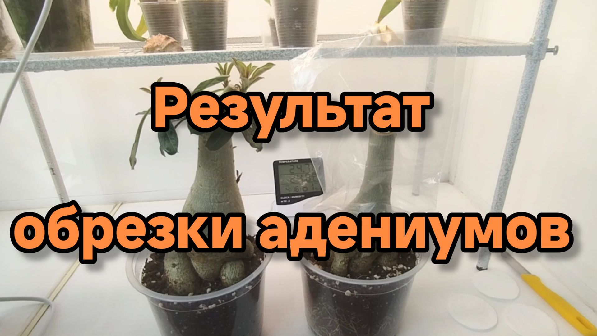 Адениумы.🌸🌸🌸