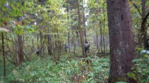 Полевой выход СОБР «Булат», СОБР «Гюрза», ОМОН «Русич» и ОМОН «Пересвет»