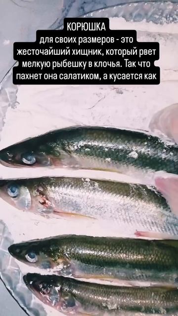 А, вы, любите жареную корюшку?! 🐟💙😋 #nastikae #корюшка #verytasty #delicious
