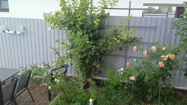 Жизнь в станице. Дождь и мы снова без электричества.