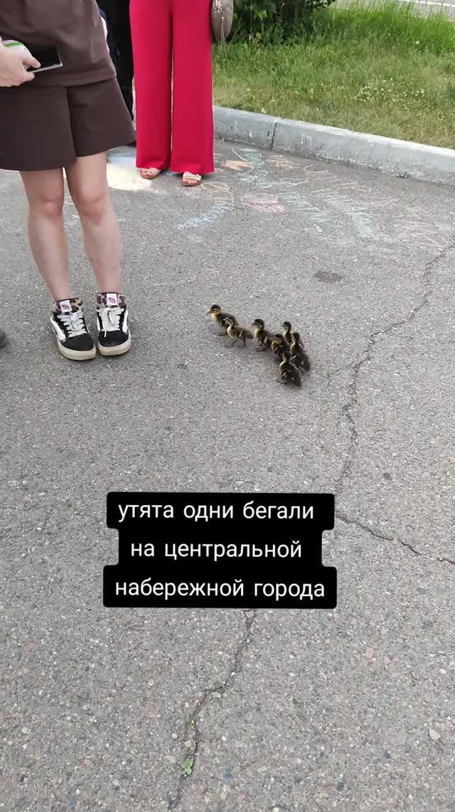 🦆💔 люблю животных