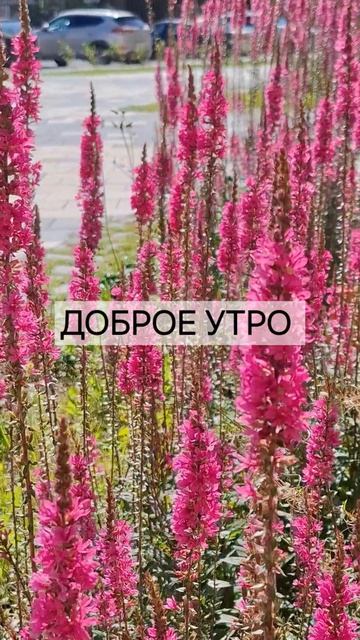 Всем 🙂доброе утро.