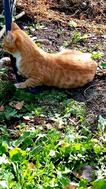 Кот рыжик играетвторая часть