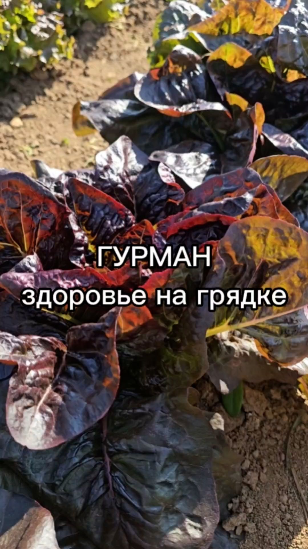 Самый ПОЛЕЗНЫЙ листовой салат! Обязательно попробуйте.