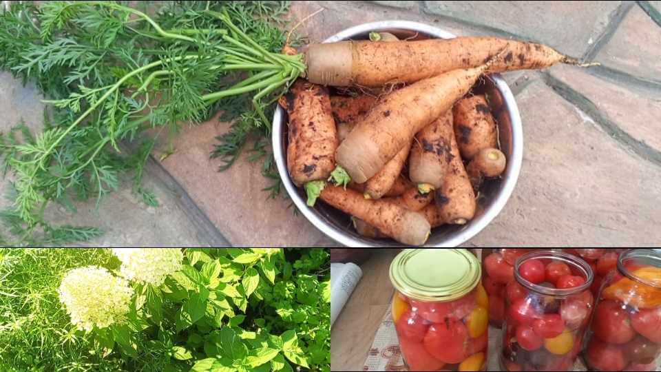 Томаты в теплице ТРЕЩАТ по швам 🤣 Заготовки без хлопот 🍅 МОРКОВЬ ГИГАНТ 🥕