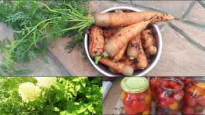 Томаты в теплице ТРЕЩАТ по швам 🤣 Заготовки без хлопот 🍅 МОРКОВЬ ГИГАНТ 🥕