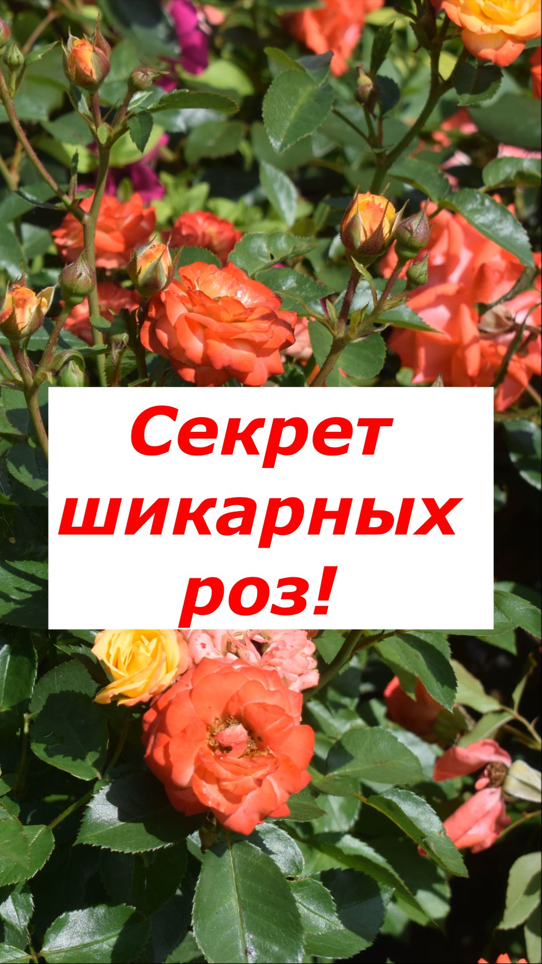 Сделай ЭТО с розами в августе! Секрет Циркона 🌹