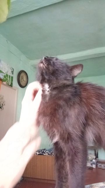 Холосееее!😺😂😂😂