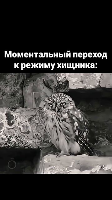 Милая сова