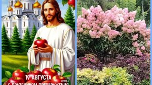 Сбор яблок. Вечерний сад. Яблочный спас. Сходила в церковь.