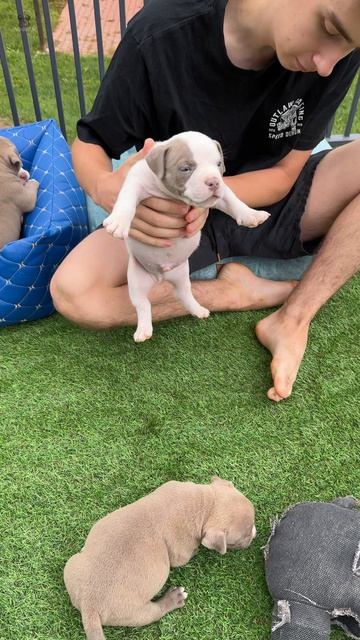 Малыши в ожидании своих хозяев 🐶 Успейте стать нашим родственником!
