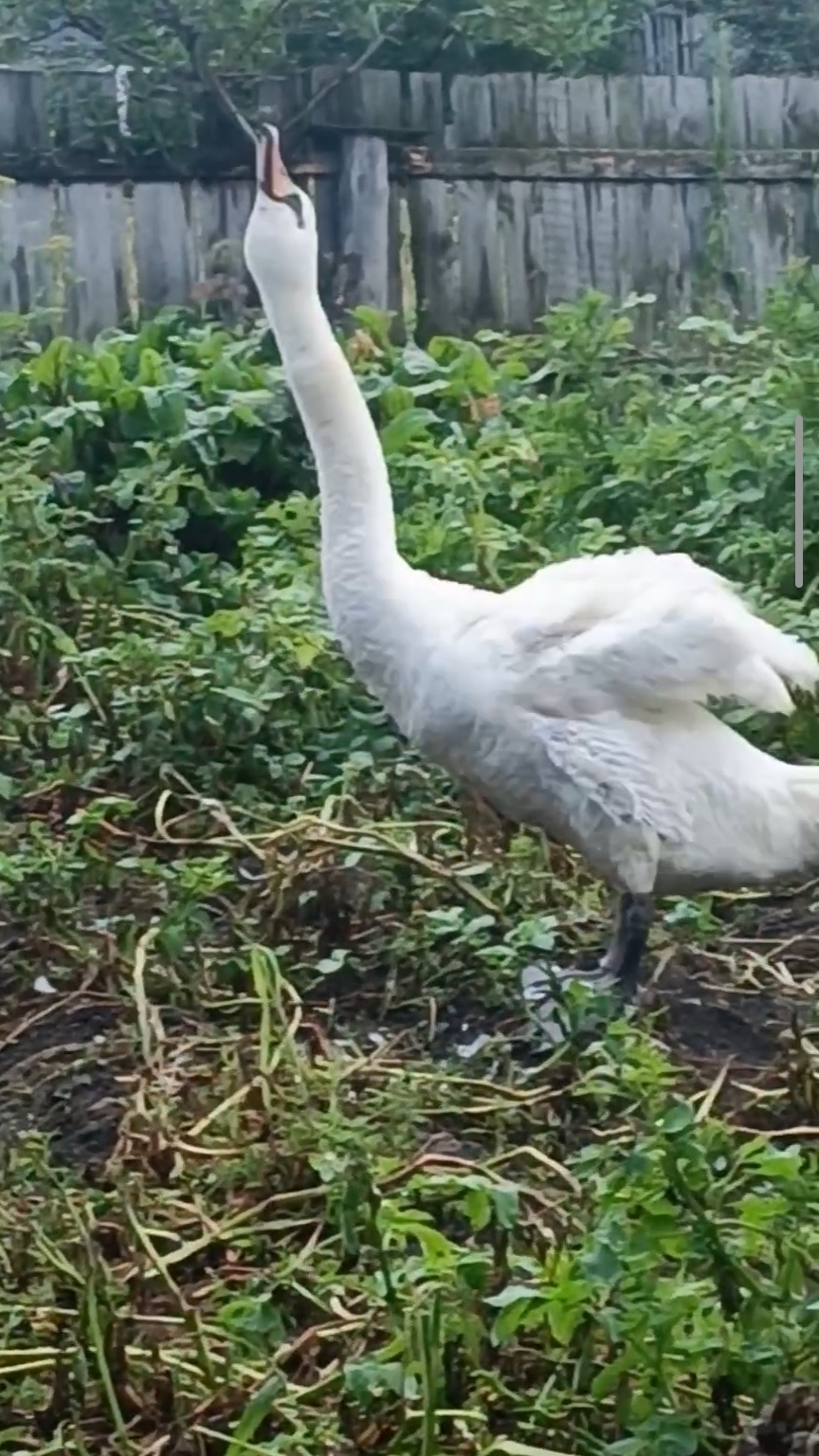 🦢😍❤❤❤