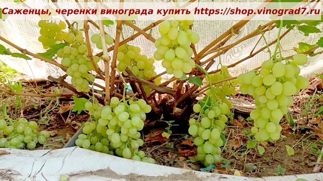 Хотите всегда быть с урожаем винограда- сажайте Белоснежку. Ранняя и с мускатом. Пузенко Наталья