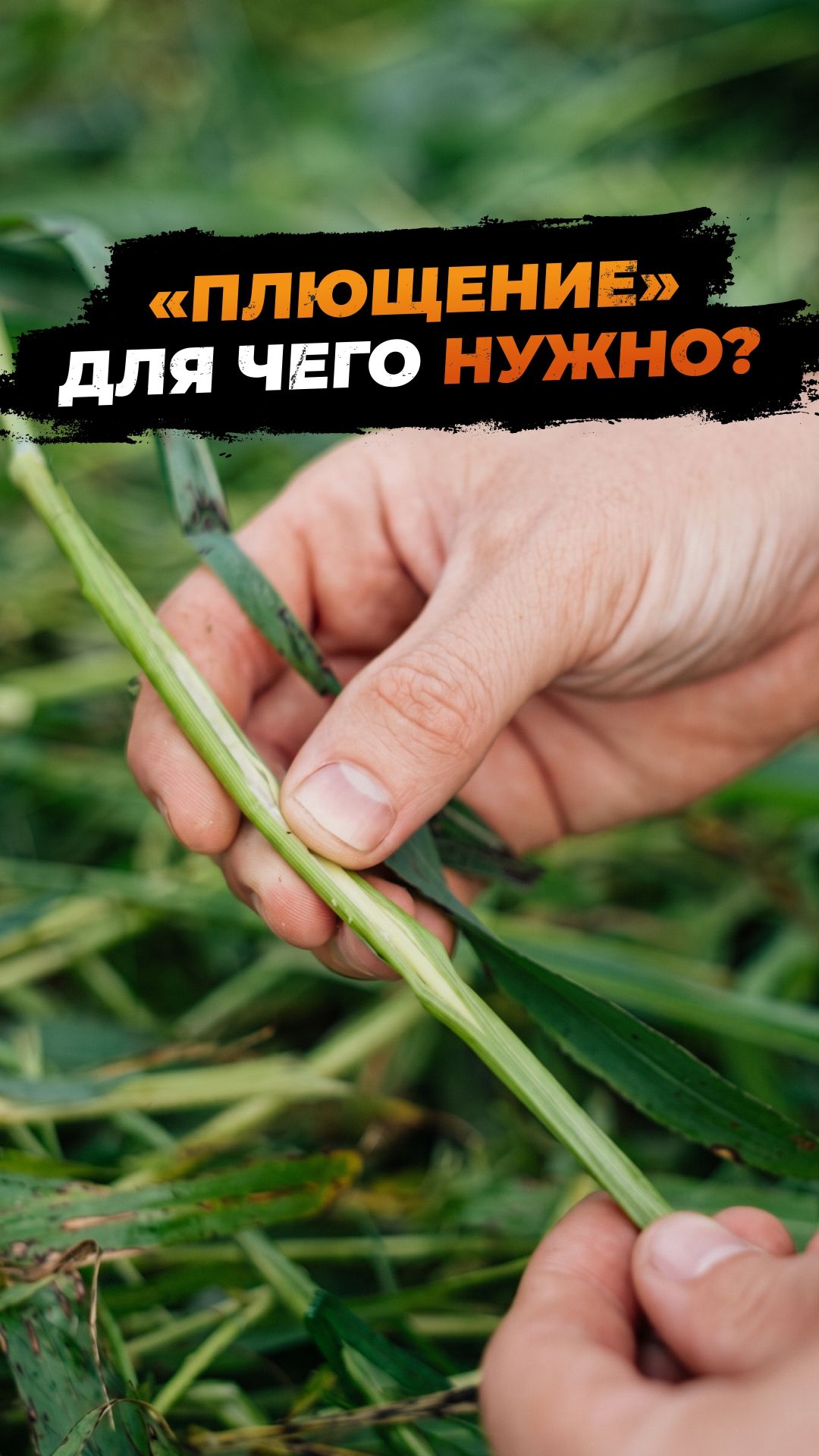 Косилка с плющилкой = быстрая заготовка корма