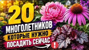 20 цветов, которые НУЖНО посадить в Августе! (Иначе весной клумба будет пустой)🌸