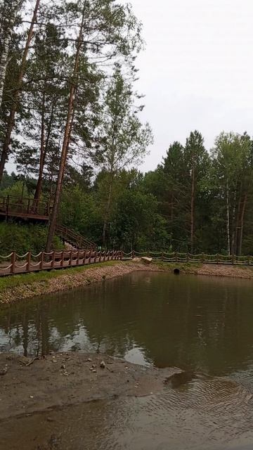 Уточки улетели//только две плавают!