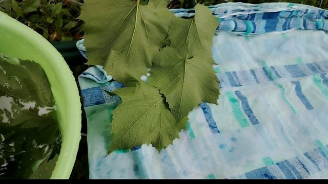 Заготавливаю виноградные листья для долмы.